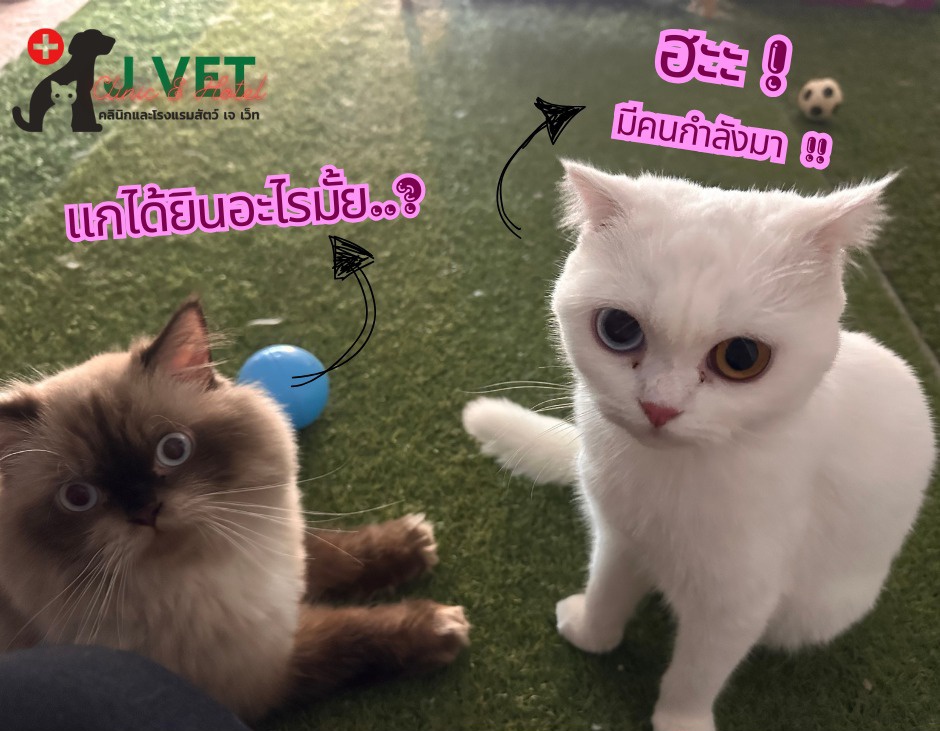 โรงแรมแมว โรงแรมสุนัข พิษณุโลก - บริการรับฝากสัตว์เลี้ยง J Vet Clinic